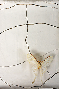 Dimitrina Sevova, Drought – Peperuda (Butterfly) at Hartdurm 12, opening 07 March 2024. Preview photo