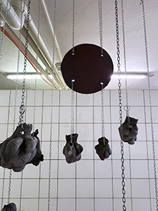 Dimitrina Sevova, Dwellers of the Windy Vessels, 2024. Installation view. Photo courtesy of the artist